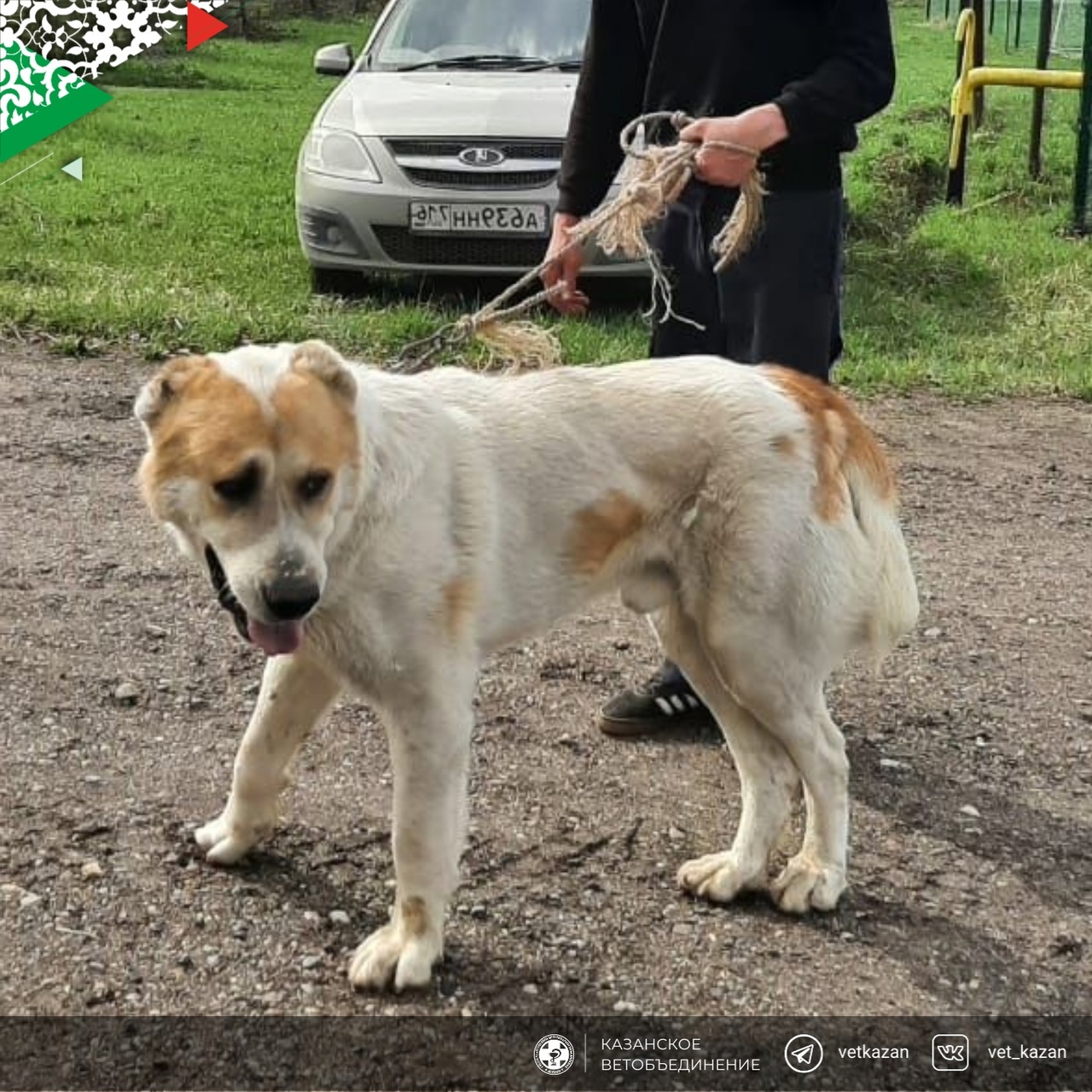 Сегодня в Московском и Кировском районах города Казани все владельцы домашних животных получили возможность привить своих питомцев от бешенства