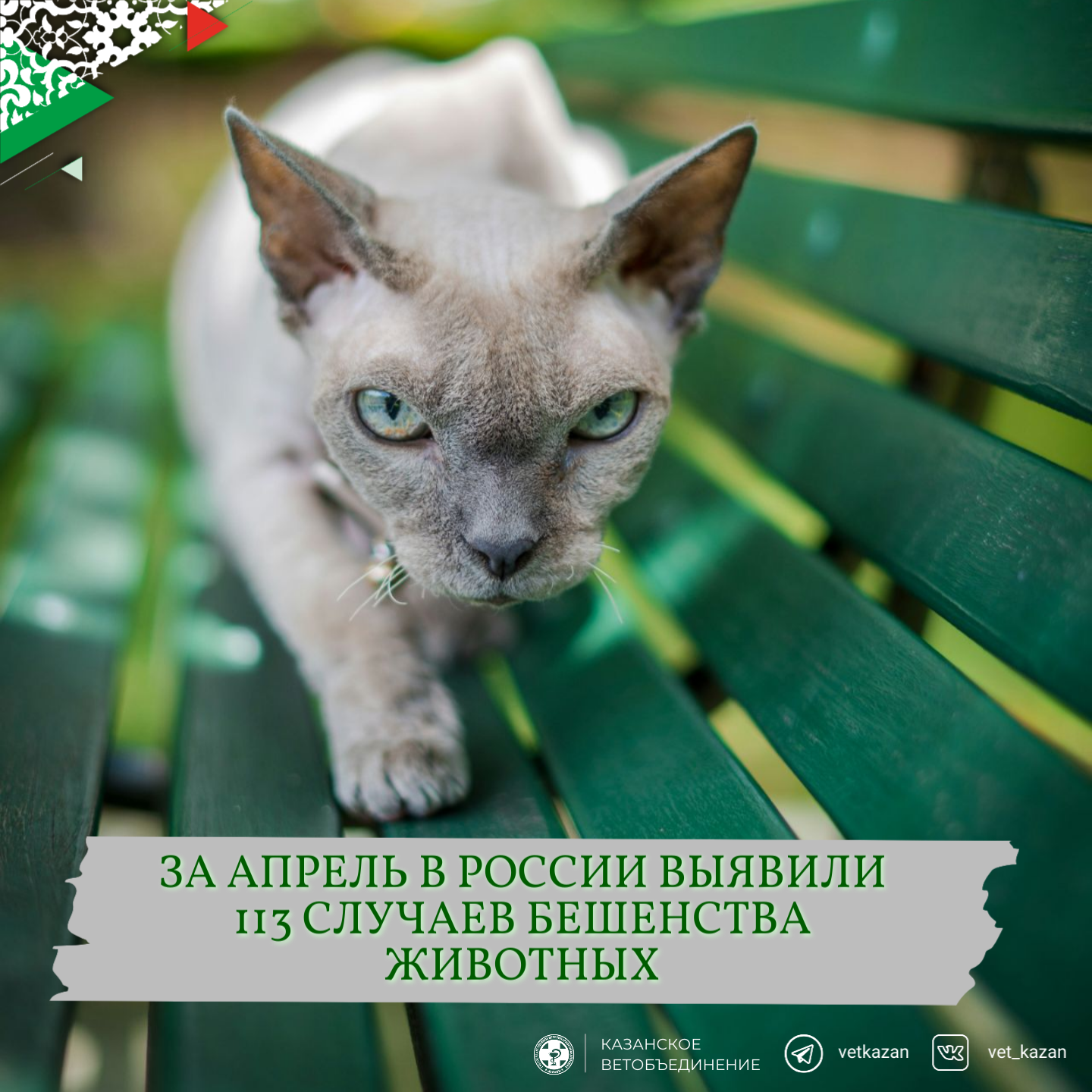 За апрель в России выявили 113 случаев бешенства животных