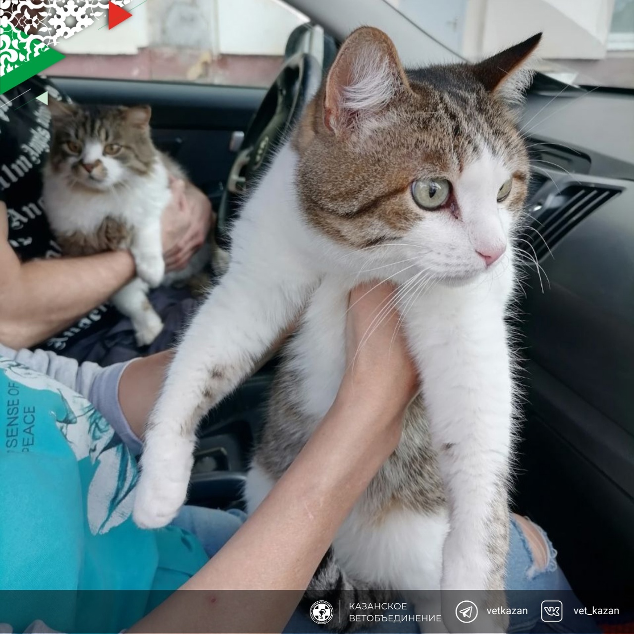 Сегодня в Казани прошла очередная вакцинация домашних животных от бешенства